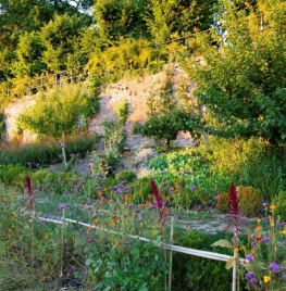 Ecologisch tuinieren in juli en augustus