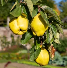Ecologisch tuinieren in september