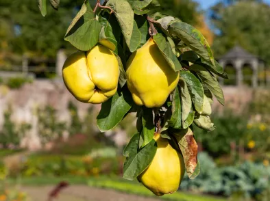 Ecologisch tuinieren in september