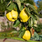 Ecologisch tuinieren in september