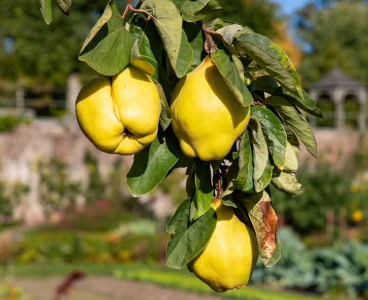Ecologisch tuinieren in september
