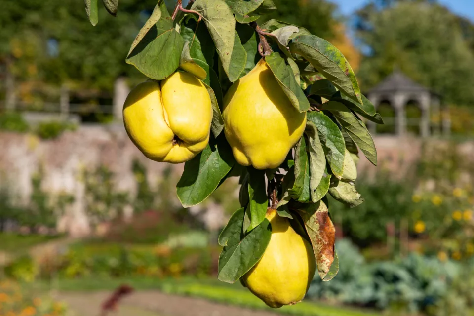 Afbeelding Ecologisch moestuinieren in september op een landgoed