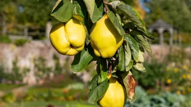Ecologisch moestuinieren in september op een landgoed