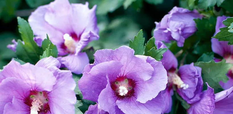 Hibiscus syriacus ‘Oiseau Bleu’