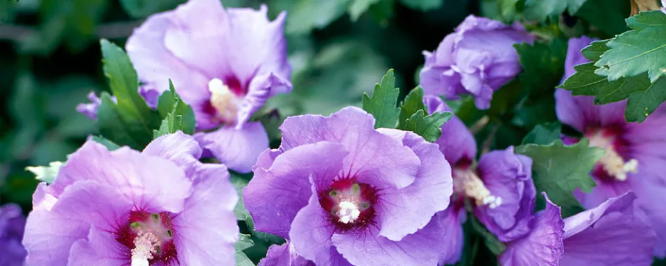 Afbeelding Hibiscus syriacus ‘Oiseau Bleu’