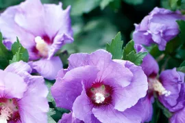 Hibiscus syriacus ‘Oiseau Bleu’