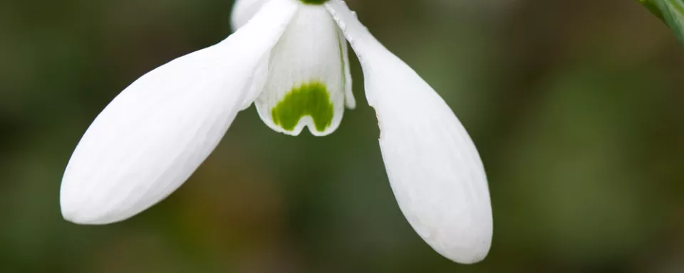 Afbeelding Galanthus ‘Hobson’s Choice’