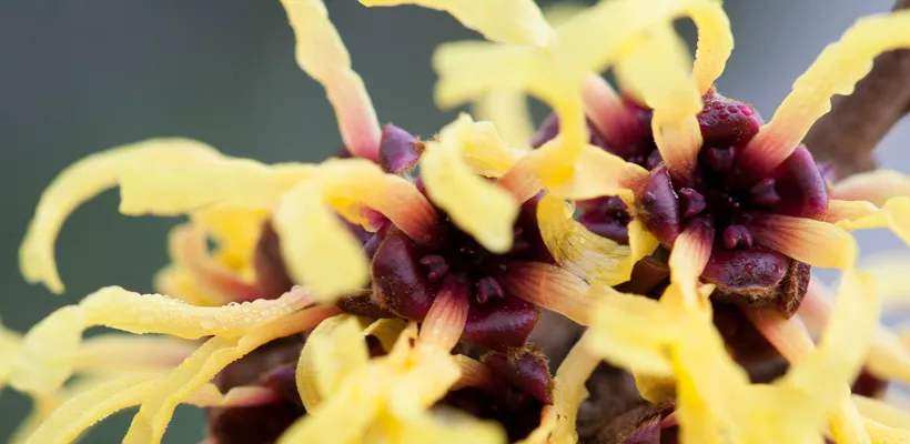 Hamamelis x intermedia ‘Primavera’