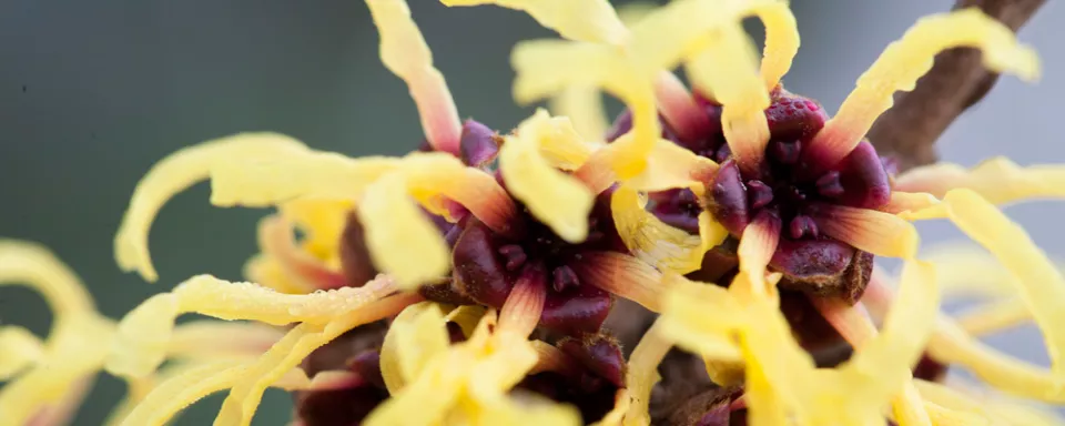 Afbeelding Hamamelis x intermedia ‘Primavera’