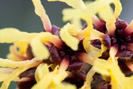 Hamamelis x intermedia ‘Primavera’