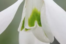 Galanthus ‘Atkinsii’