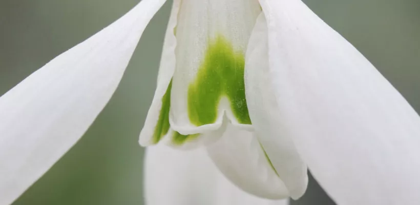 Galanthus ‘Atkinsii’
