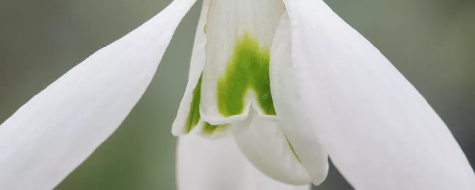 Afbeelding Galanthus ‘Atkinsii’