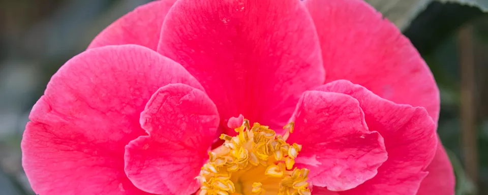 Afbeelding Camellia japonica ‘Guilio Nuccio’