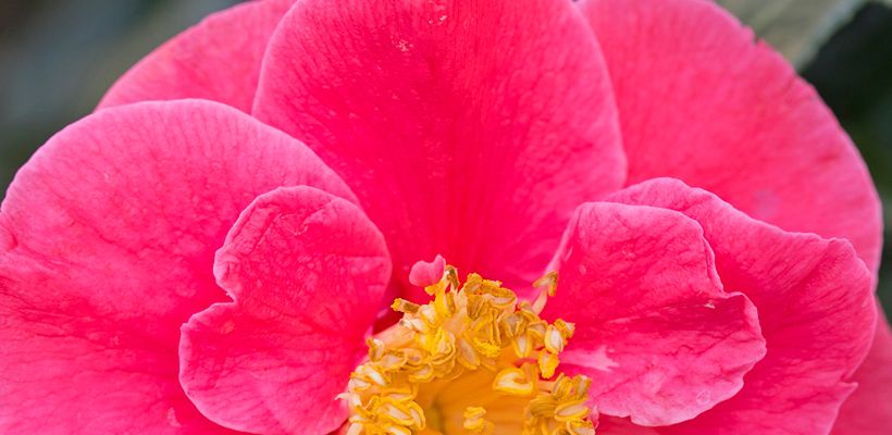 Camellia japonica ‘Guilio Nuccio’