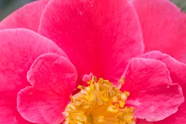 Camellia japonica ‘Guilio Nuccio’
