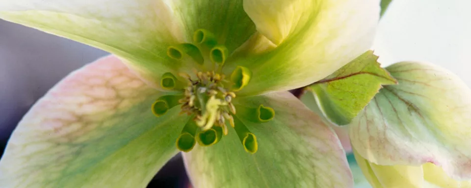 Afbeelding Helleborus ‘Pink Beauty’