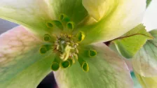 Helleborus ‘Pink Beauty’