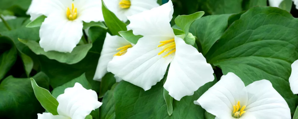 Afbeelding Trillium grandiflorum