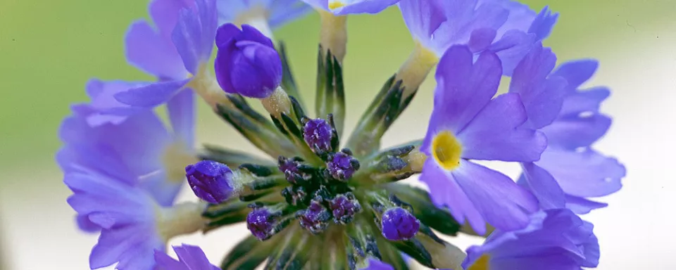 Afbeelding Primula denticulata