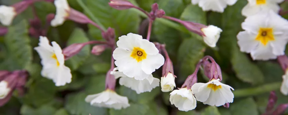 Afbeelding Primula ‘Drumcliff’