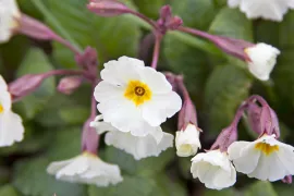 Primula ‘Drumcliff’