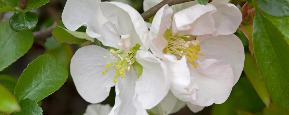 Afbeelding Chaenomeles x superba ‘Low ‘n White’