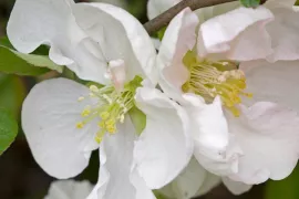 Chaenomeles x superba ‘Low ‘n White’