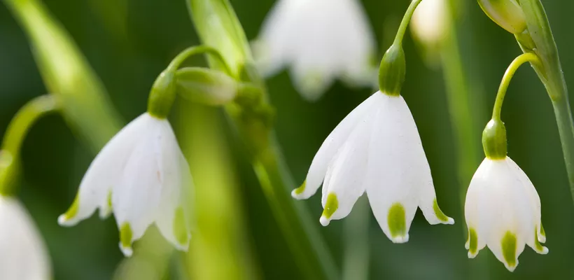 Leucojum aestivum