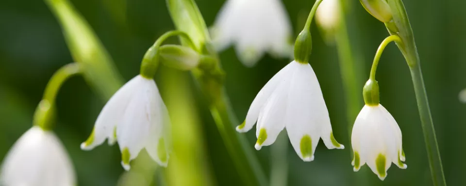 Afbeelding Leucojum aestivum