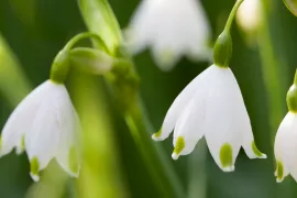 Leucojum aestivum