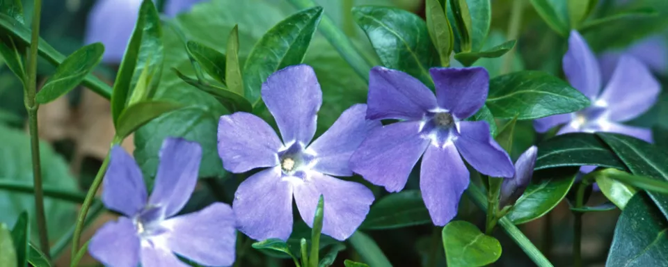Afbeelding Vinca minor