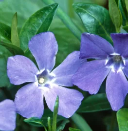 Vinca minor