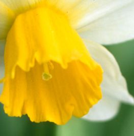 Narcissus (Cyclamineus-groep) ‘Jack Snipe’