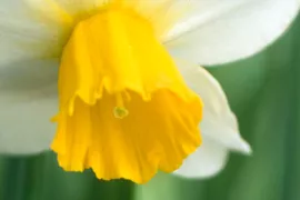 Narcissus (Cyclamineus-groep) ‘Jack Snipe’