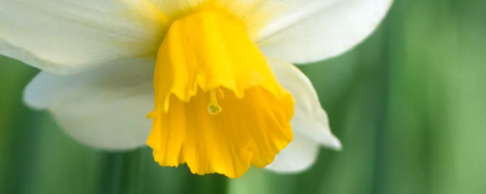 Afbeelding Narcissus (Cyclamineus-groep) ‘Jack Snipe’