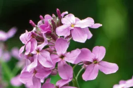 Hesperis matronalis