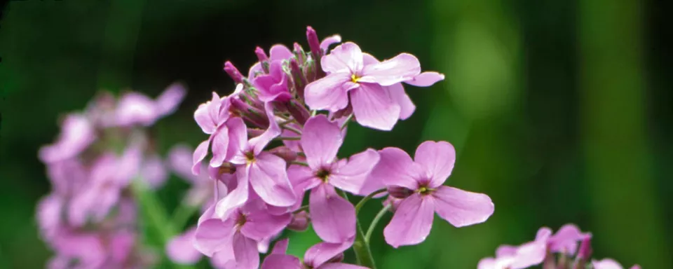 Afbeelding Hesperis matronalis