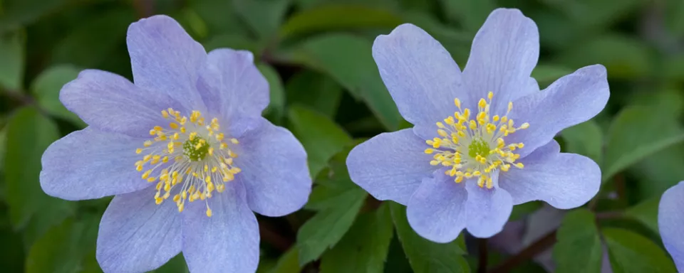 Afbeelding Anemone nemorosa ‘Robinsoniana’