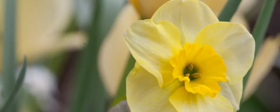 Afbeelding Narcissus ‘Minnow’ (Tazetta groep)
