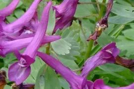 Corydalis solida ssp. solida ‘Purple Beauty’