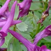 Corydalis solida ssp. solida ‘Purple Beauty’
