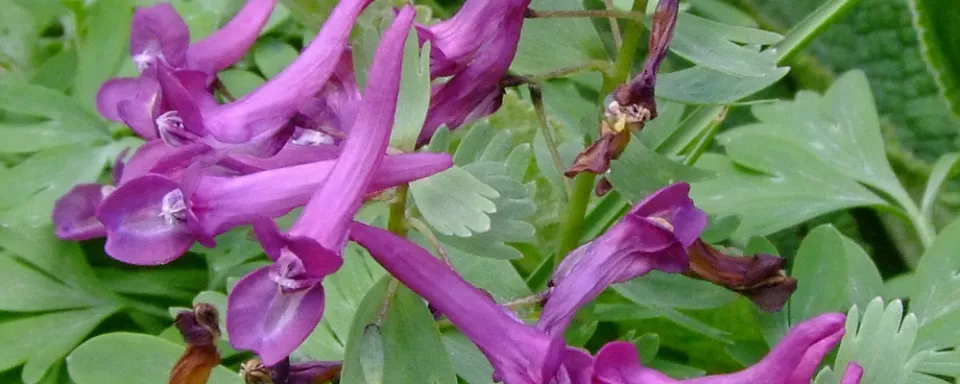 Afbeelding Corydalis solida ssp. solida ‘Purple Beauty’