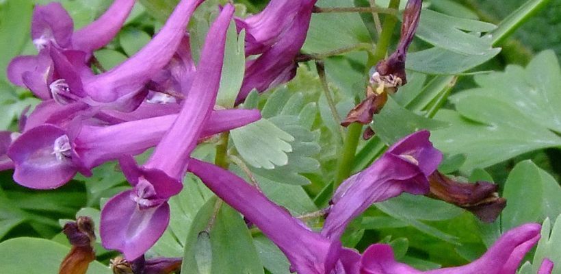 Corydalis solida ssp. solida ‘Purple Beauty’