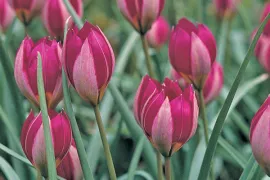 Tulipa humilis ‘Persian Pearl’