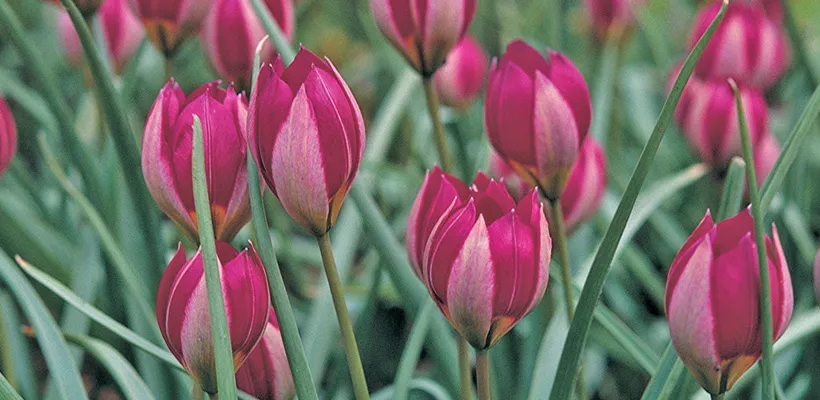 Tulipa humilis ‘Persian Pearl’