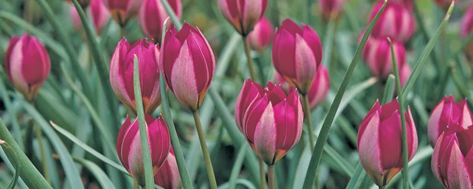 Afbeelding Tulipa humilis ‘Persian Pearl’