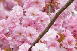 Prunus serrulata ‘Kanzan’