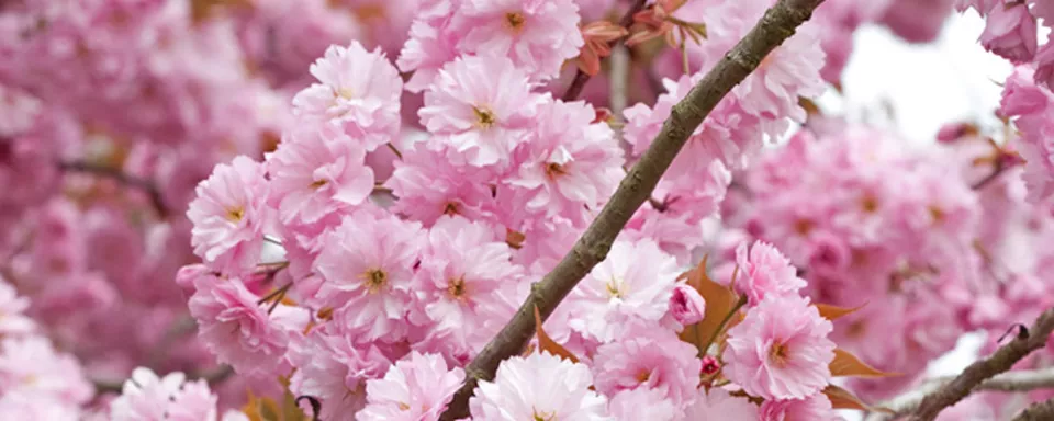 Afbeelding Prunus serrulata ‘Kanzan’