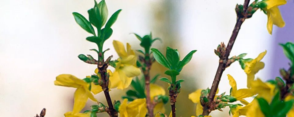 Afbeelding Forsythia x intermedia